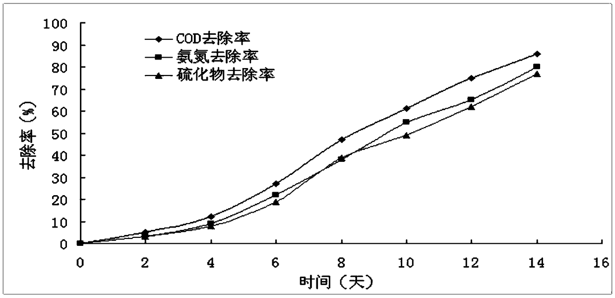 Composite microecological preparation for treating black and odorous water in river course and preparation method thereof