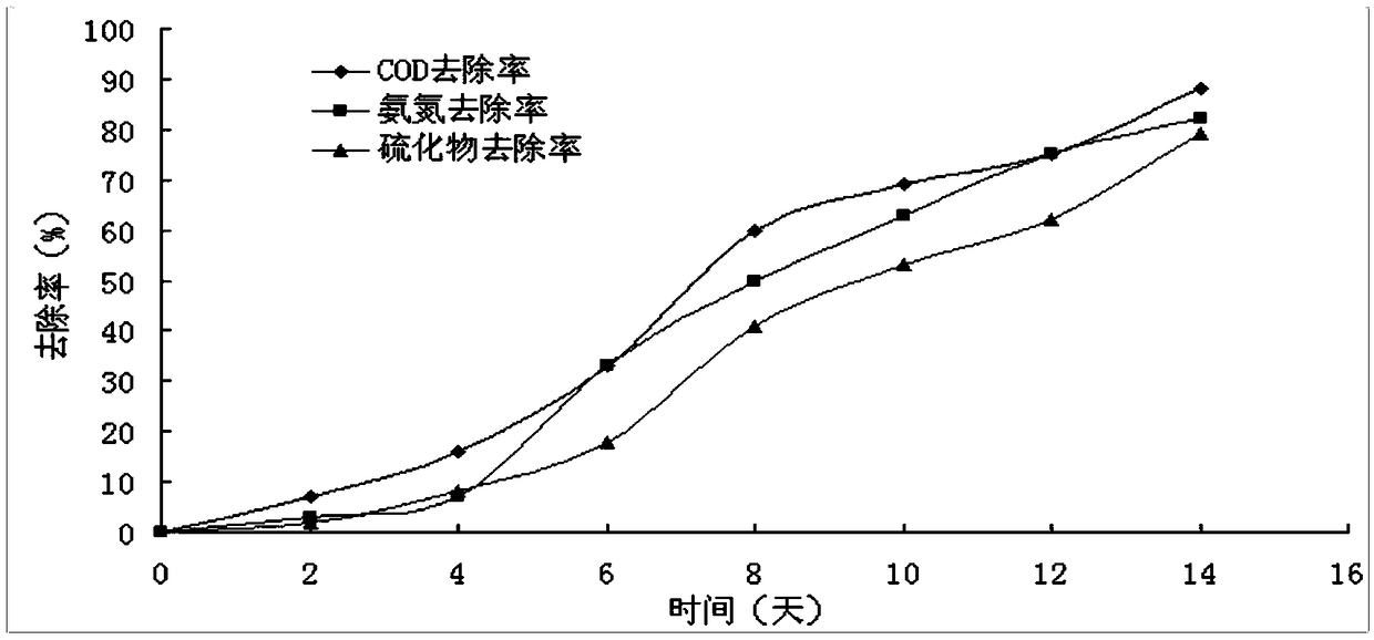 Composite microecological preparation for treating black and odorous water in river course and preparation method thereof