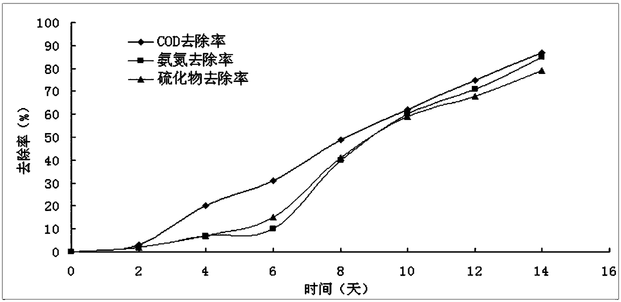 Composite microecological preparation for treating black and odorous water in river course and preparation method thereof