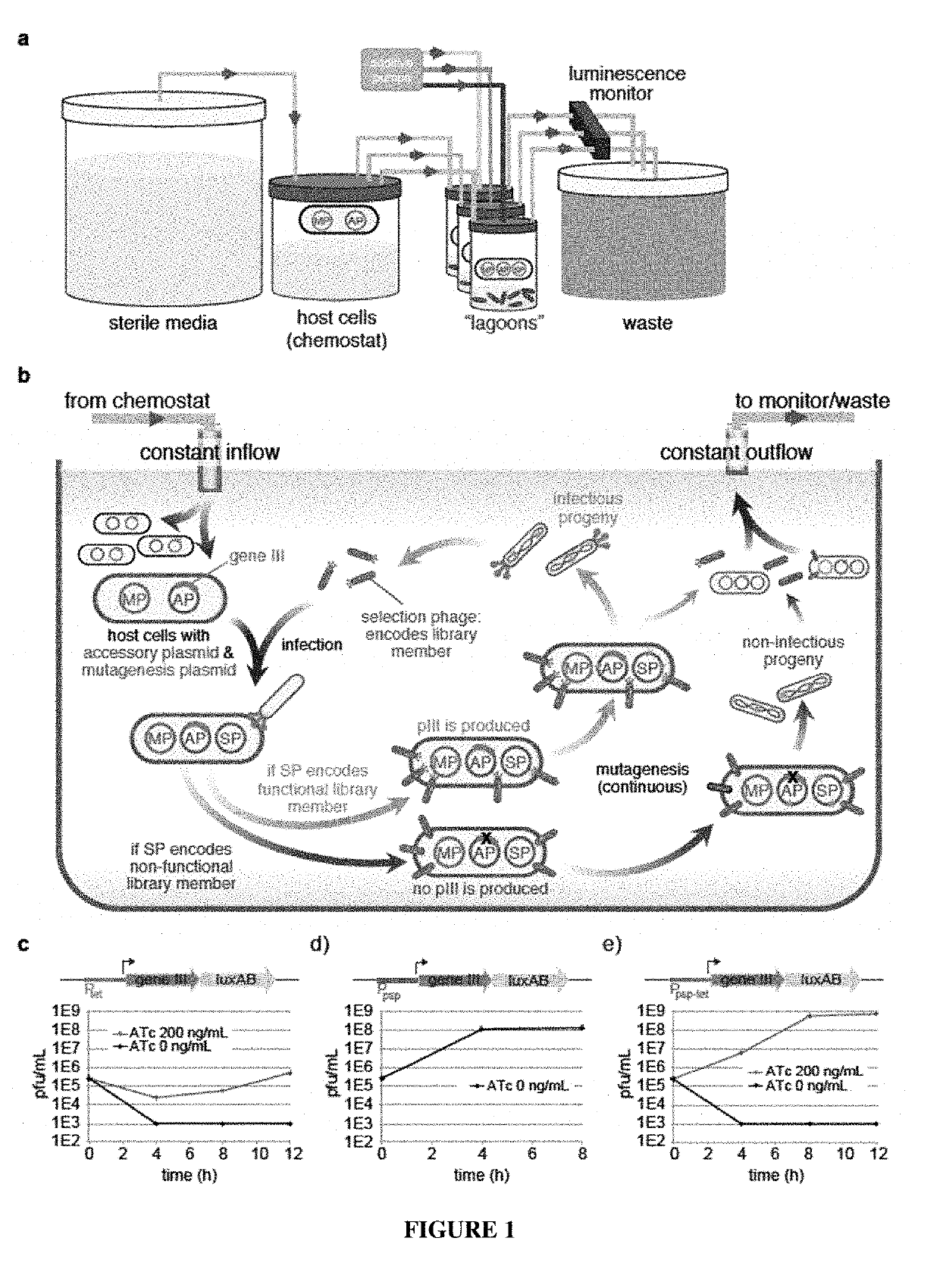 Negative selection and stringency modulation in continuous evolution systems