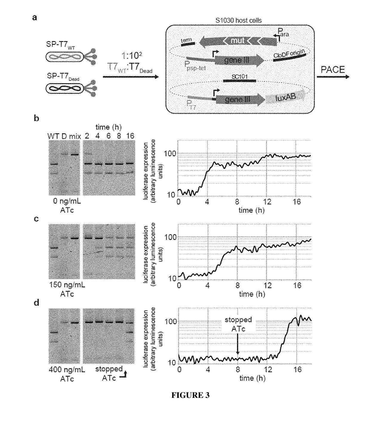 Negative selection and stringency modulation in continuous evolution systems