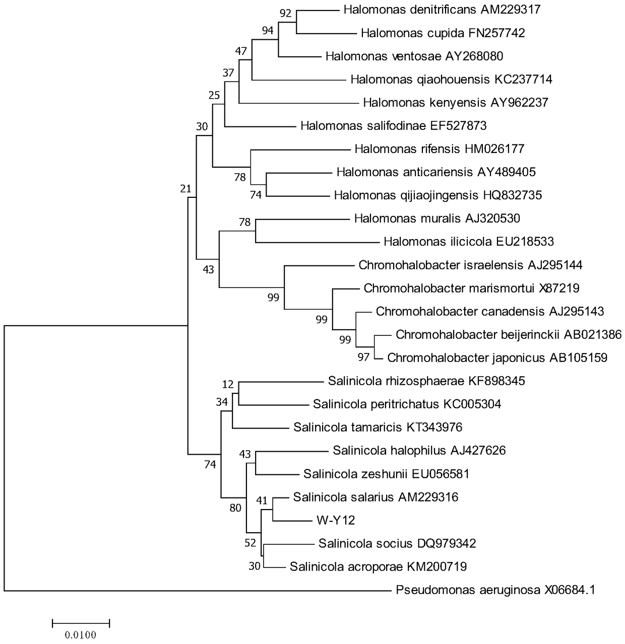 Halophilic salinicola sp.W-Y12 and application thereof