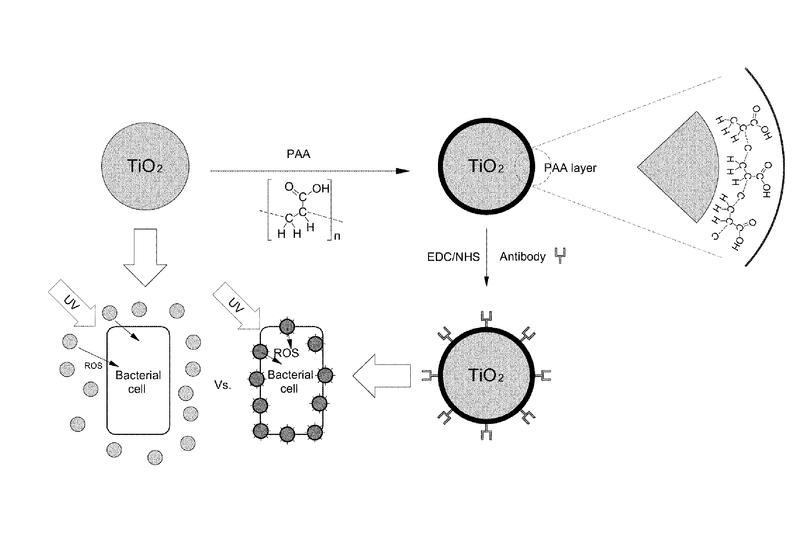 Titanium oxide immobilized with bioreceptors and antibacterial method using the same