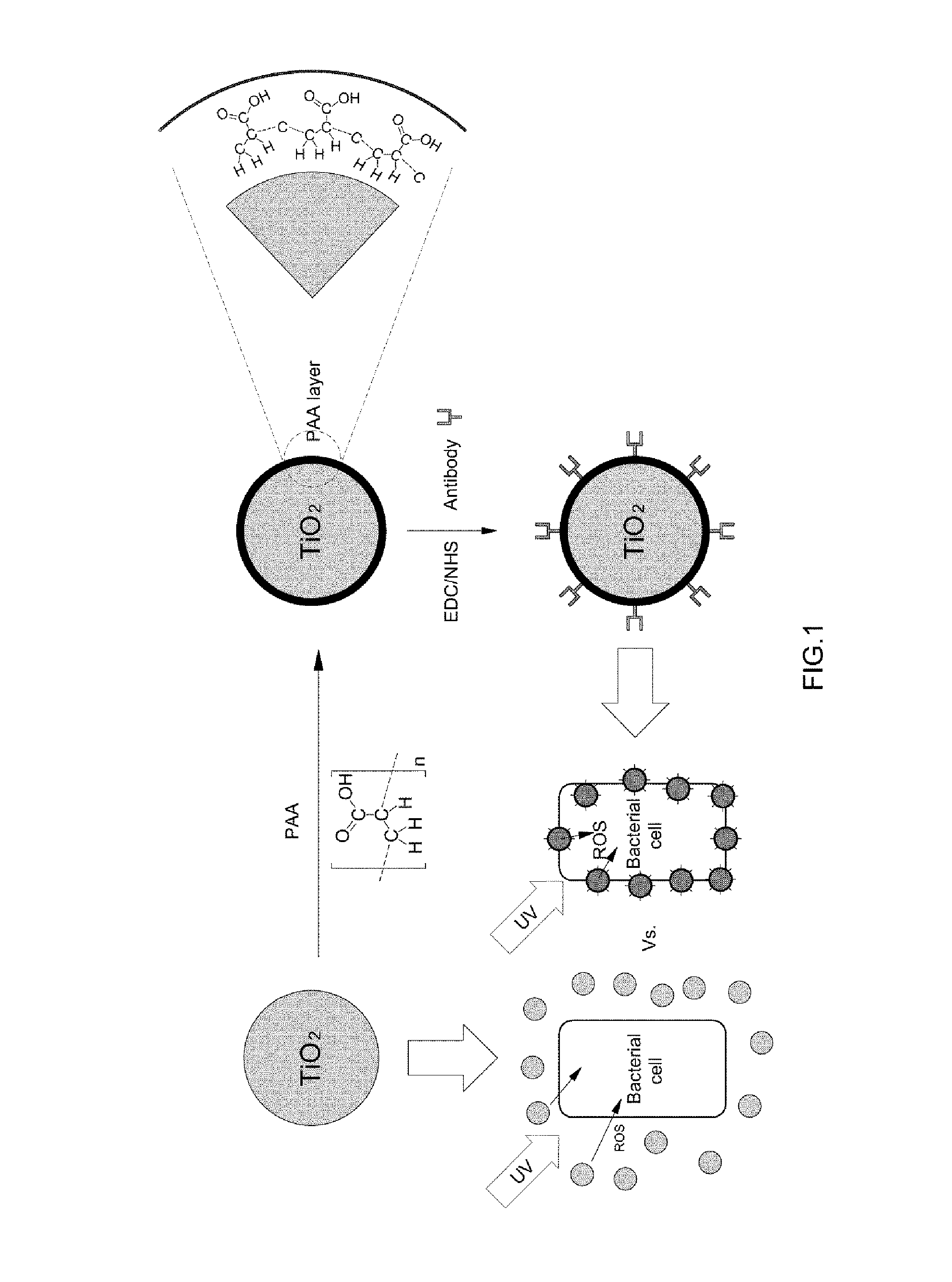 Titanium oxide immobilized with bioreceptors and antibacterial method using the same