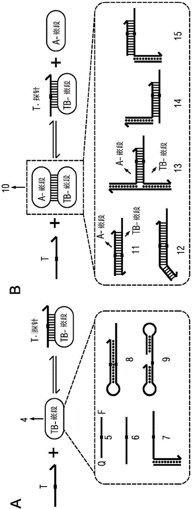 Competitive compositions of nucleic acid molecules for enrichment of rare-allele-bearing species
