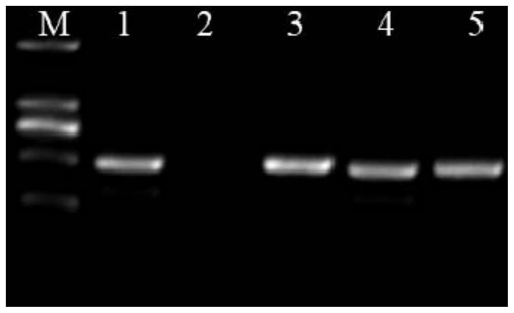 Rice bacterial blight resistance-related protein osbbr1 and its coding gene and application