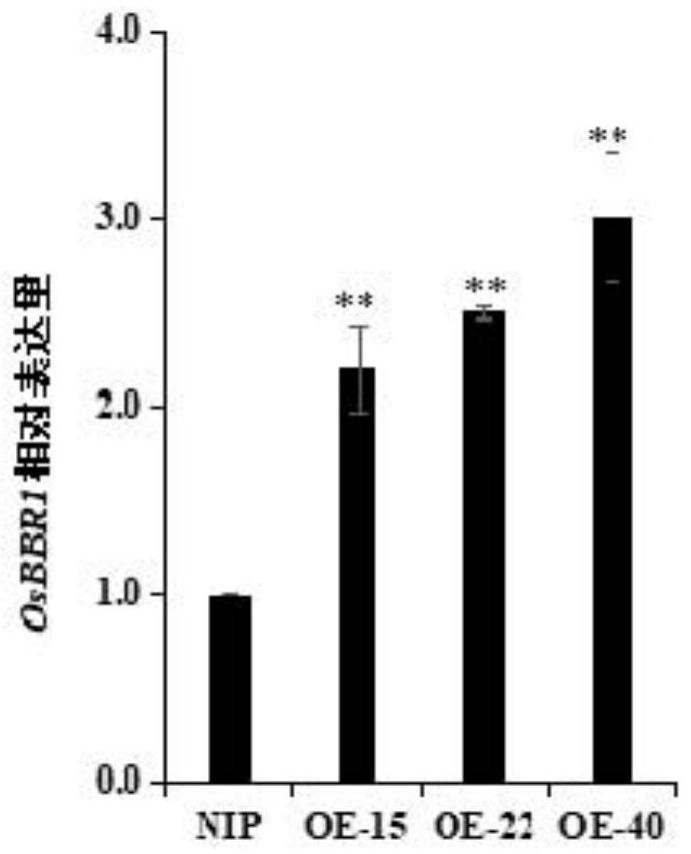 Rice bacterial blight resistance-related protein osbbr1 and its coding gene and application