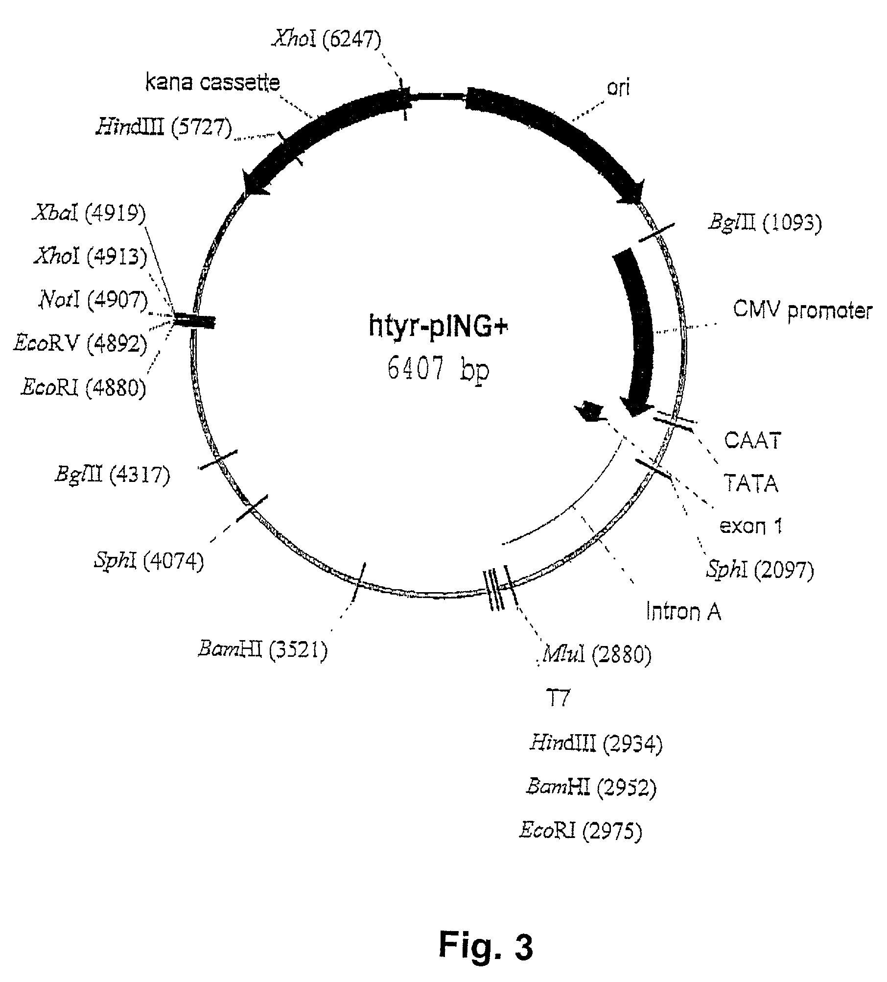 Compositions for treatment of melanoma and method of using same