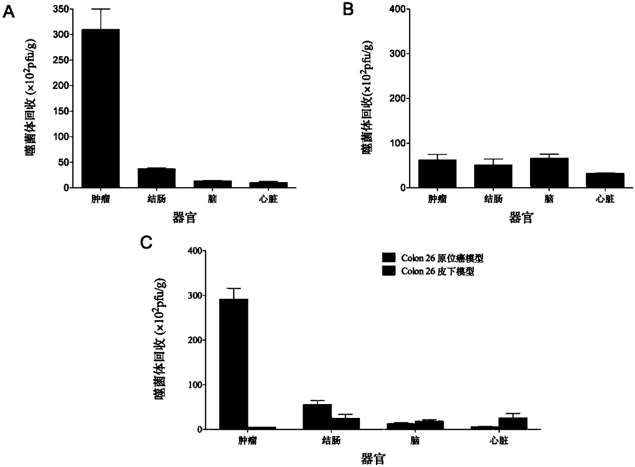 Tumor blood vessel and M1 type macrophage targeting peptide and application thereof