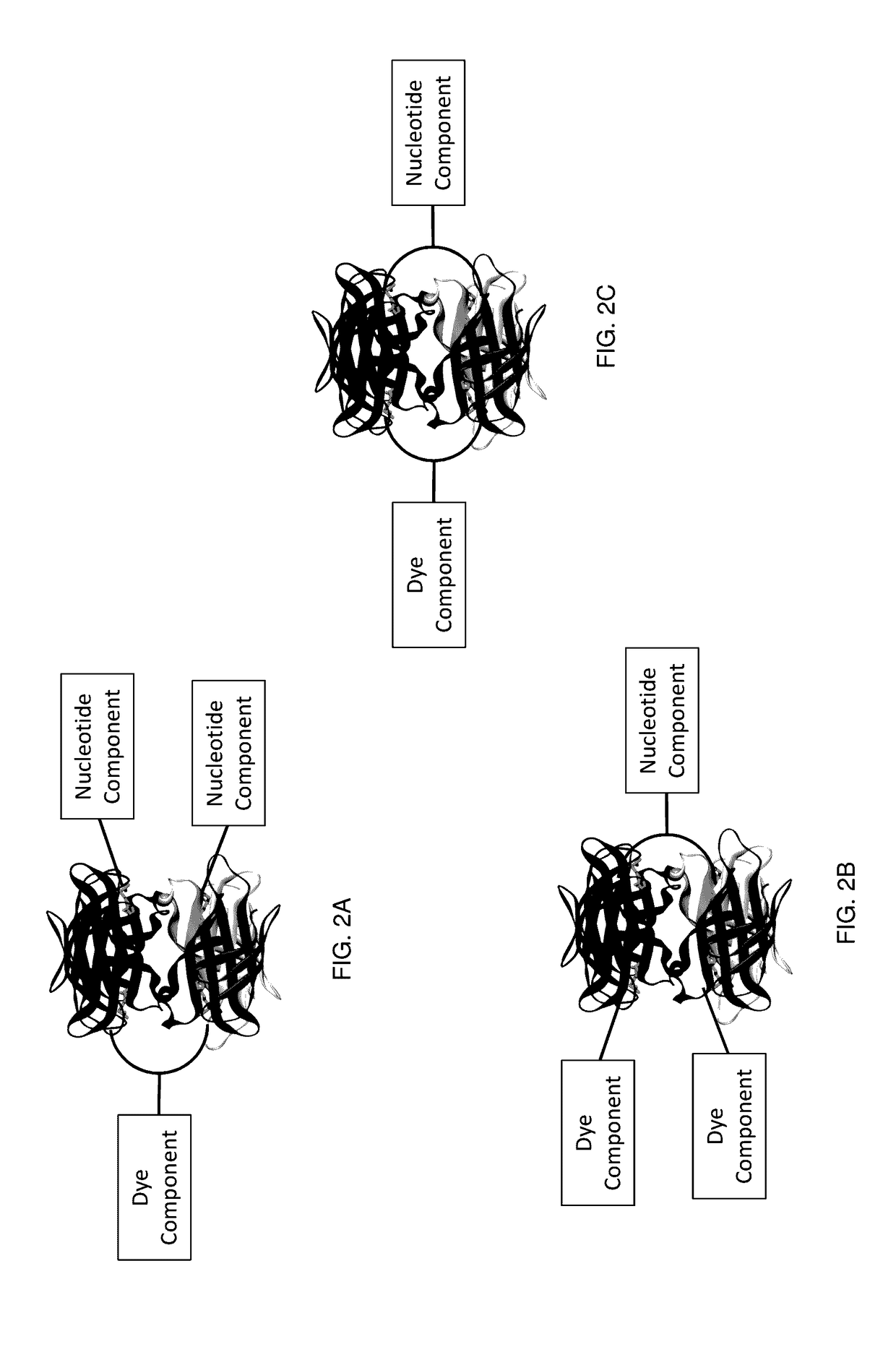 Modified nucleotide reagents