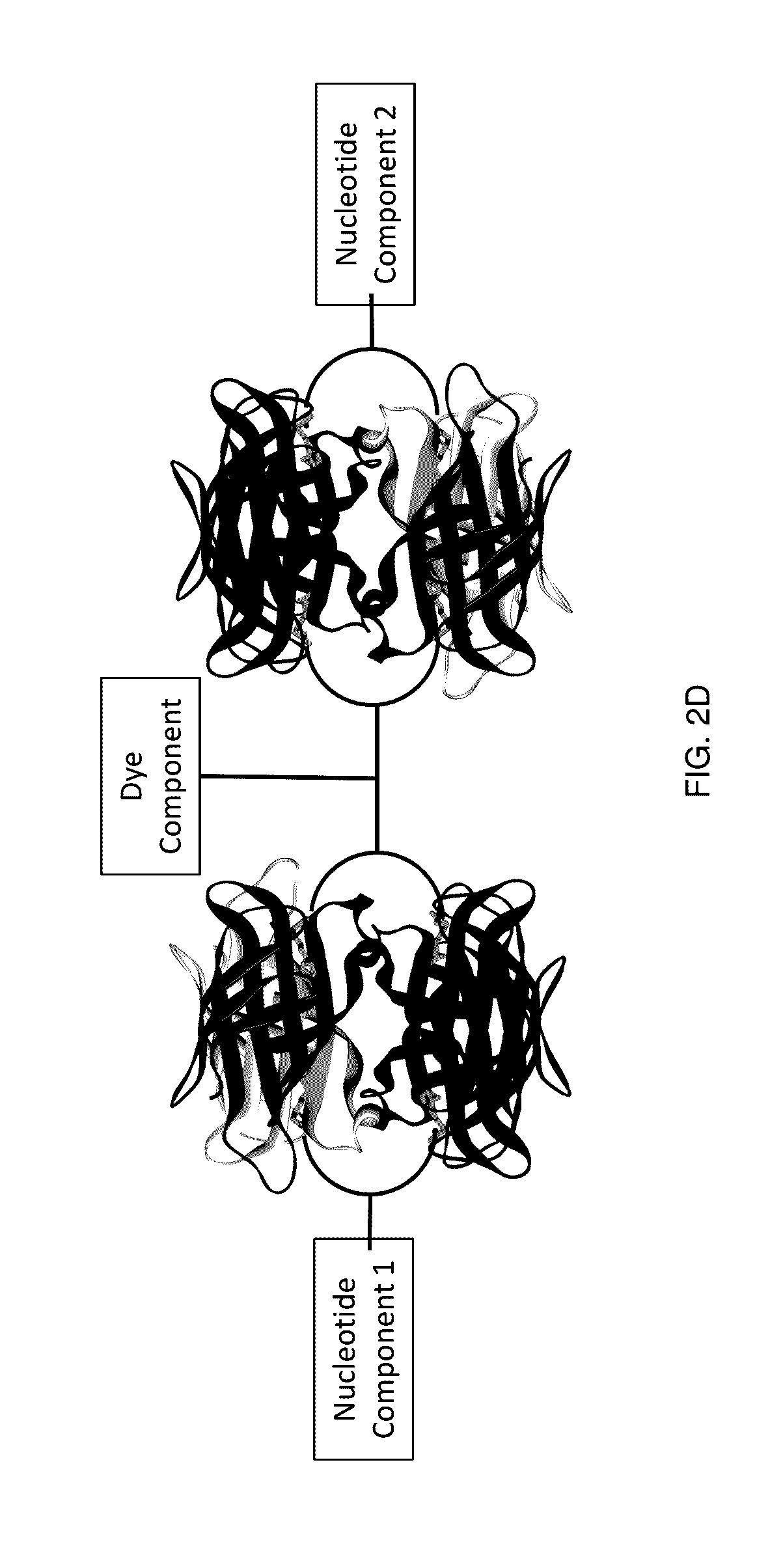 Modified nucleotide reagents