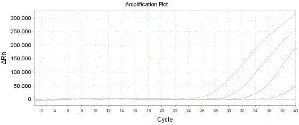 Primer and probe for real-time fluorescence PCR (polymerase chain reaction) detection of goose down component