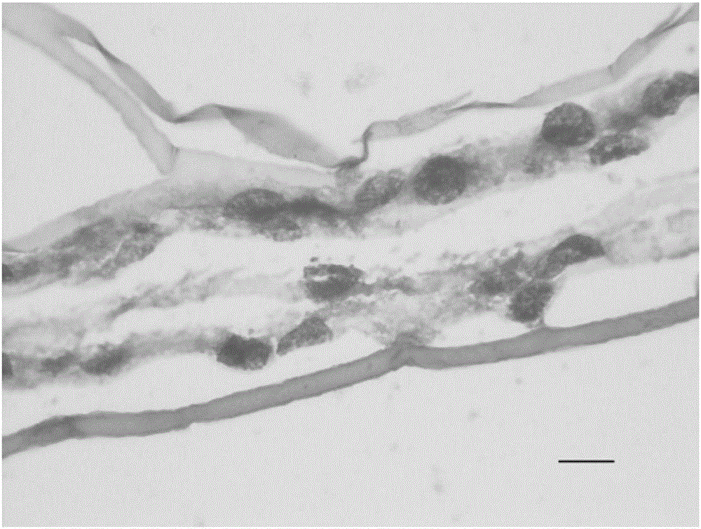 Probe and kit for in situ hybridization detection of spiroplasma pathogen in shrimp and crab