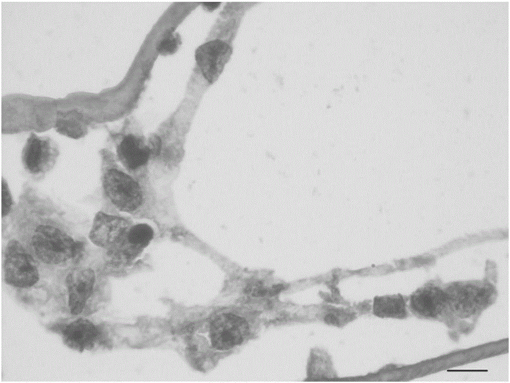 Probe and kit for in situ hybridization detection of spiroplasma pathogen in shrimp and crab