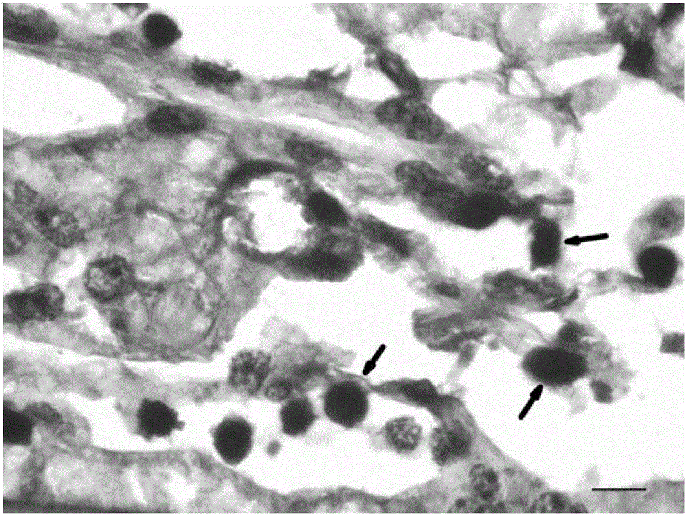 Probe and kit for in situ hybridization detection of spiroplasma pathogen in shrimp and crab