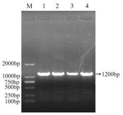Application of ul43 protein in the preparation of drugs for preventing and treating mitochondrial dysfunction