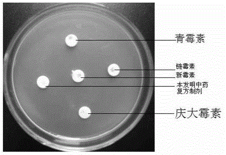 A traditional Chinese medicine composition that can replace antibiotics to prevent and treat piglet digestive tract bacterial diseases