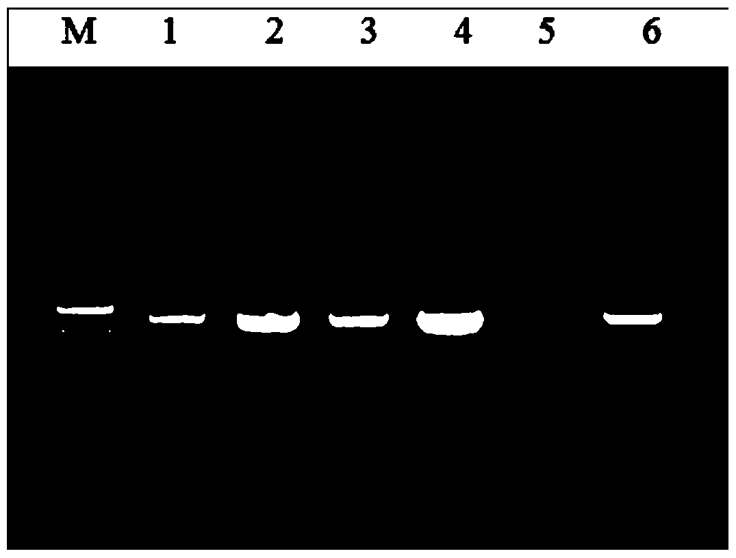 Primers and kits for detecting human apoc3 gene mutation