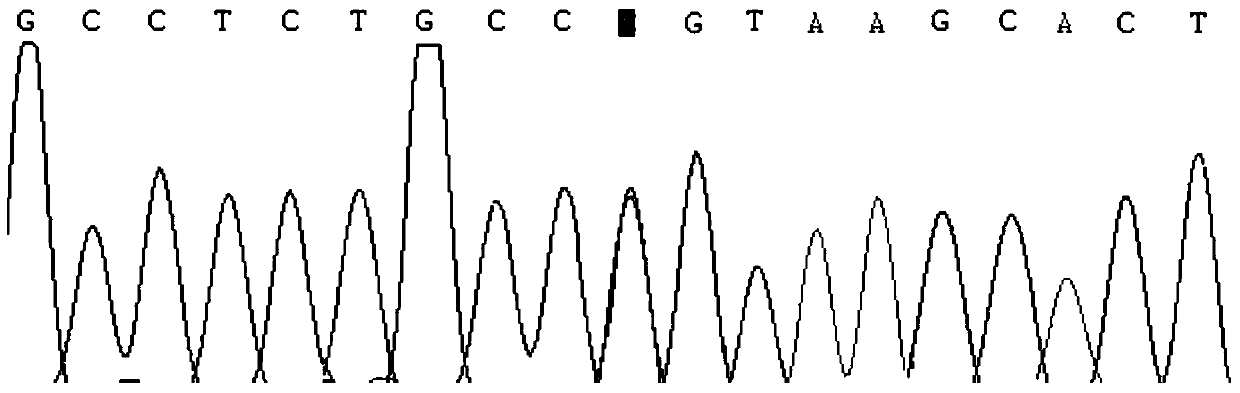 Primers and kits for detecting human apoc3 gene mutation