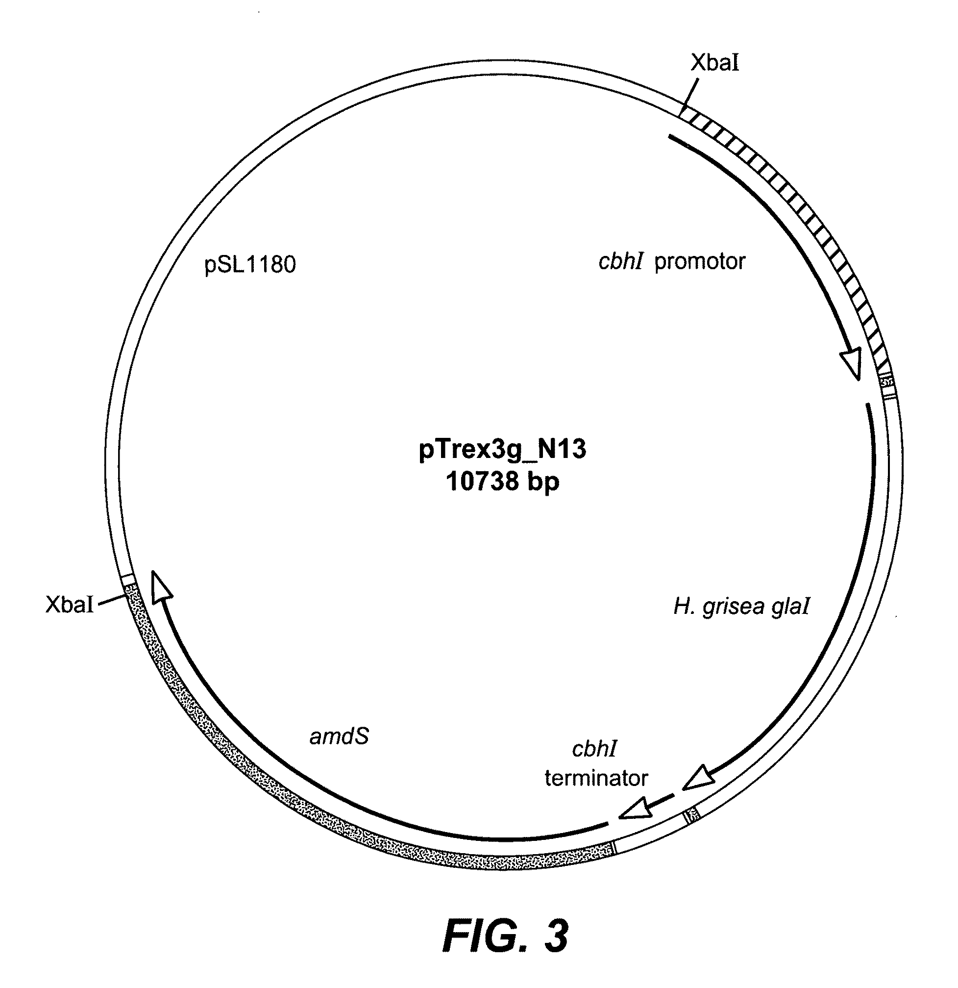 Expression of Granular Starch Hydrolyzing Enzymes in Trichoderma and process for producing glucose from granular starch substrates