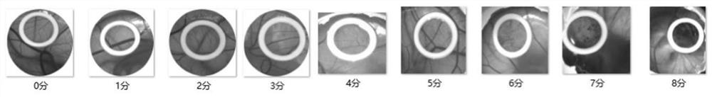 Isopalmitoyl amino acid compound as well as preparation method and application thereof