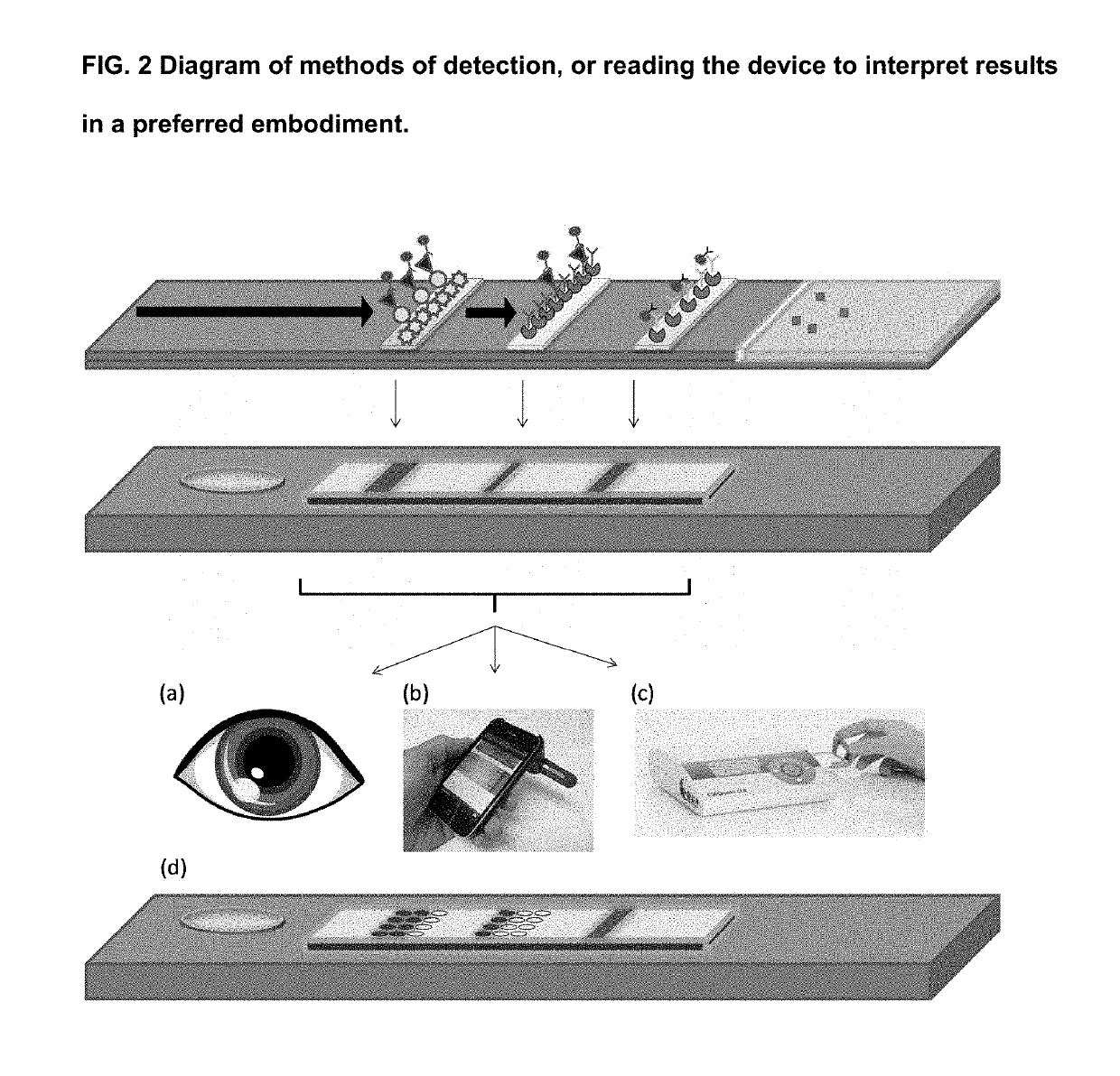 Detection of the degree of exposure to chemical warfare nerve agents and organophosphate pesticides with lateral flow assays