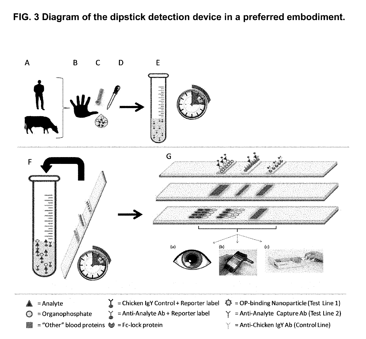 Detection of the degree of exposure to chemical warfare nerve agents and organophosphate pesticides with lateral flow assays