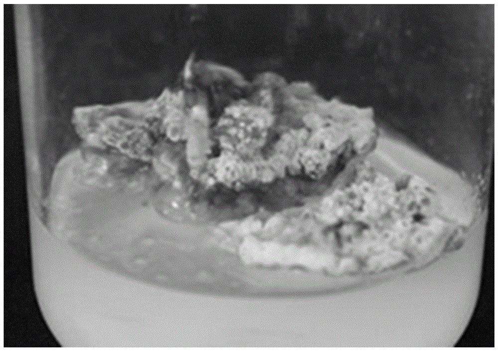 Construction method of rapid Euonymus japonicus L.f. aureo-marginatus Rehd propagation system