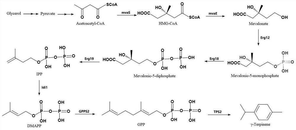 A genetically engineered bacterium with γ-terpinene synthesis ability and its construction method and application
