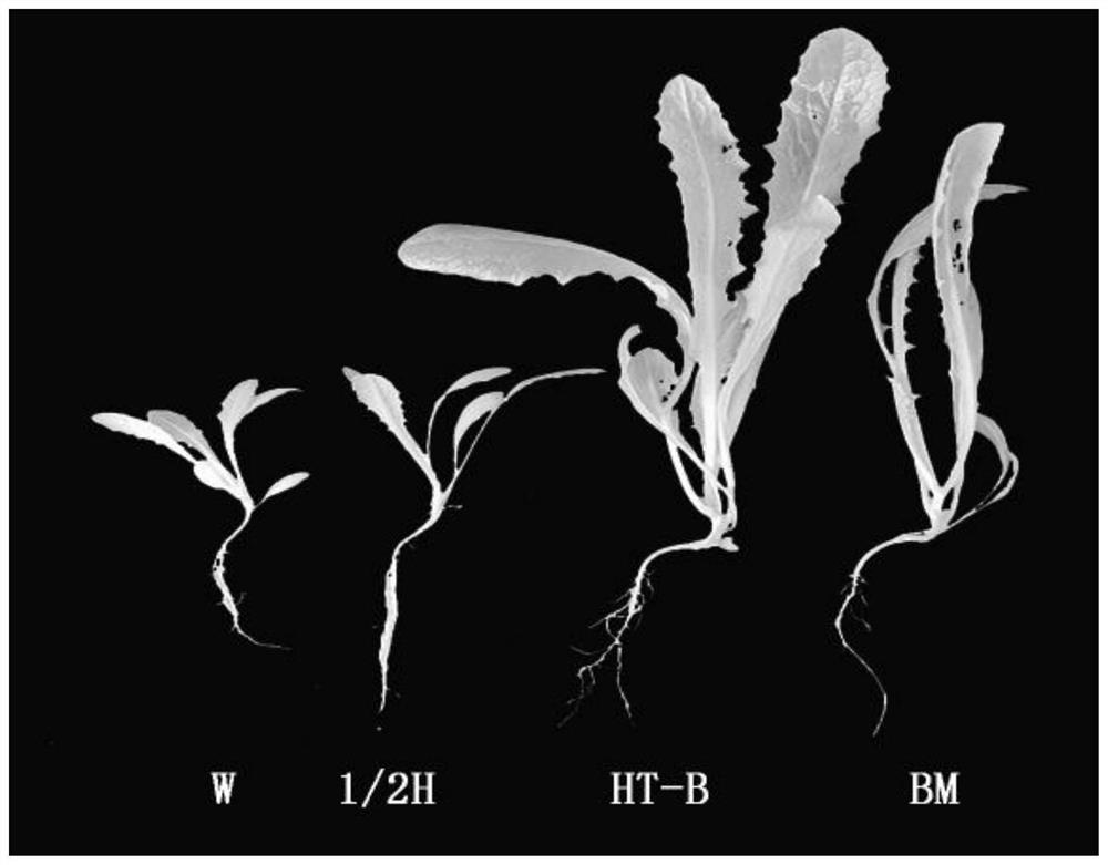 Bacillus cereus, lettuce microbial fertilizer as well as preparation method and application of bacillus cereus and lettuce microbial fertilizer