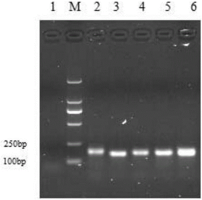 Multiple fluorescent immunoassay method and reagent for quick distinguishing of AIV (avian influenza virus), NDV (Newcastle disease virus), MG (Mycoplasma gallisepticum) and MS (Mycoplasma synoviae)