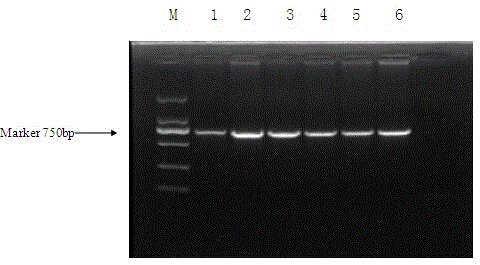 DNA bar code standard gene used for identifying culex tritaeniorhynchus and applications