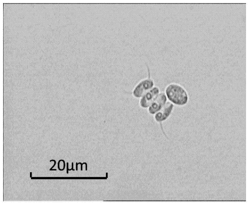 Method for obtaining desmodesmus NMX451 and genetic transformation method of desmodesmus NMX451