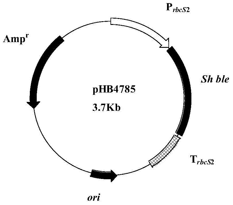 Method for obtaining desmodesmus NMX451 and genetic transformation method of desmodesmus NMX451