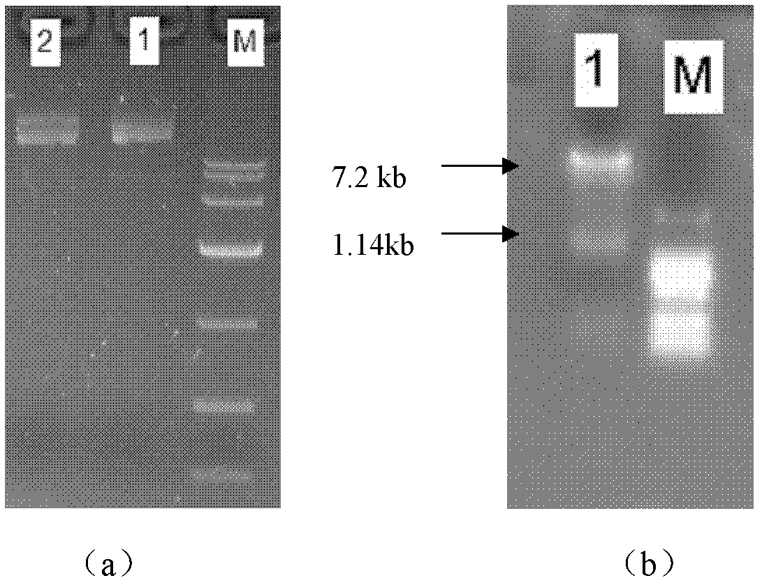 Genetically engineered strain capable of producing keratinase and application thereof