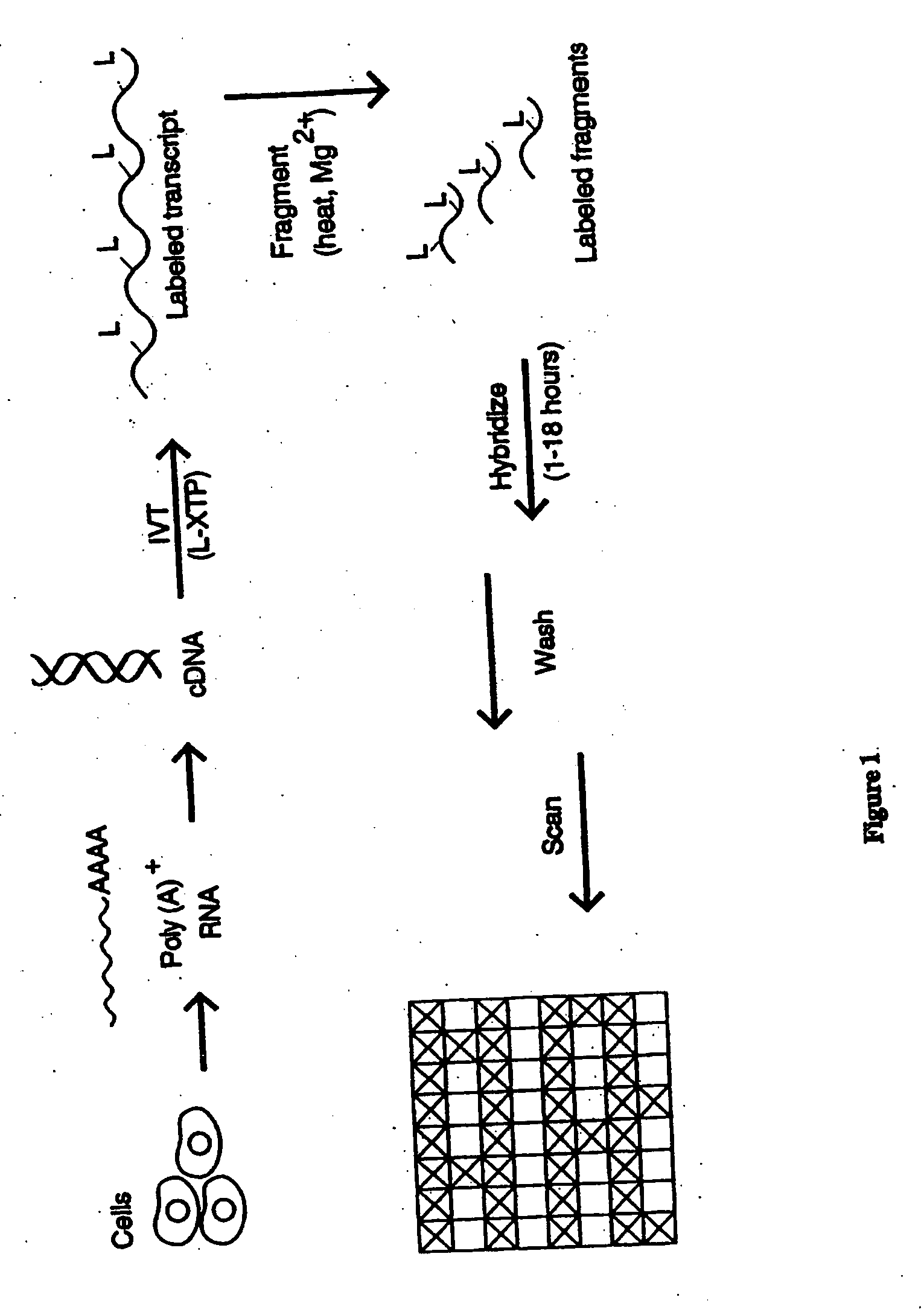 Nucleic acid analysis techniques