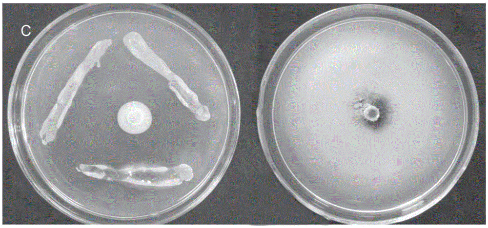 Pseudomonas aeruginosa for preventing and treating vertieillium wilt in crops and application of pseudomonas aeruginosa