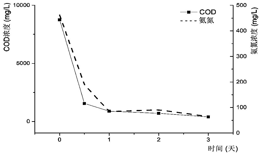 Compound bacterial agent and method for treating feces sewage of pig farm