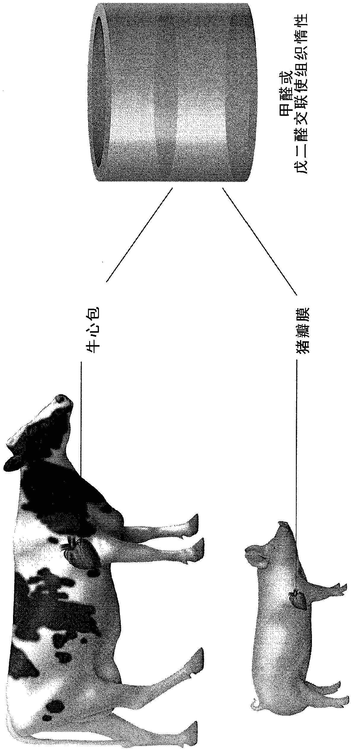 Methods for inhibiting stenosis, obstruction, or calcification of stented heart valve or bioprosthesis