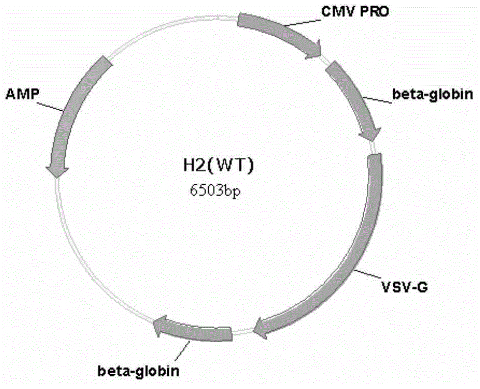 Lentivirus used for preparing CART cells and having characteristics of efficient transfection capacity and biological activity