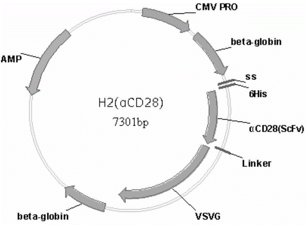 Lentivirus used for preparing CART cells and having characteristics of efficient transfection capacity and biological activity