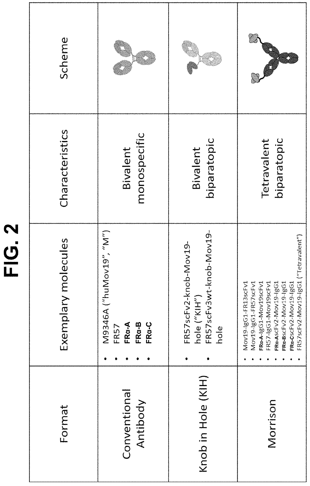 Biparatopic fr-alpha antibodies and immunoconjugates