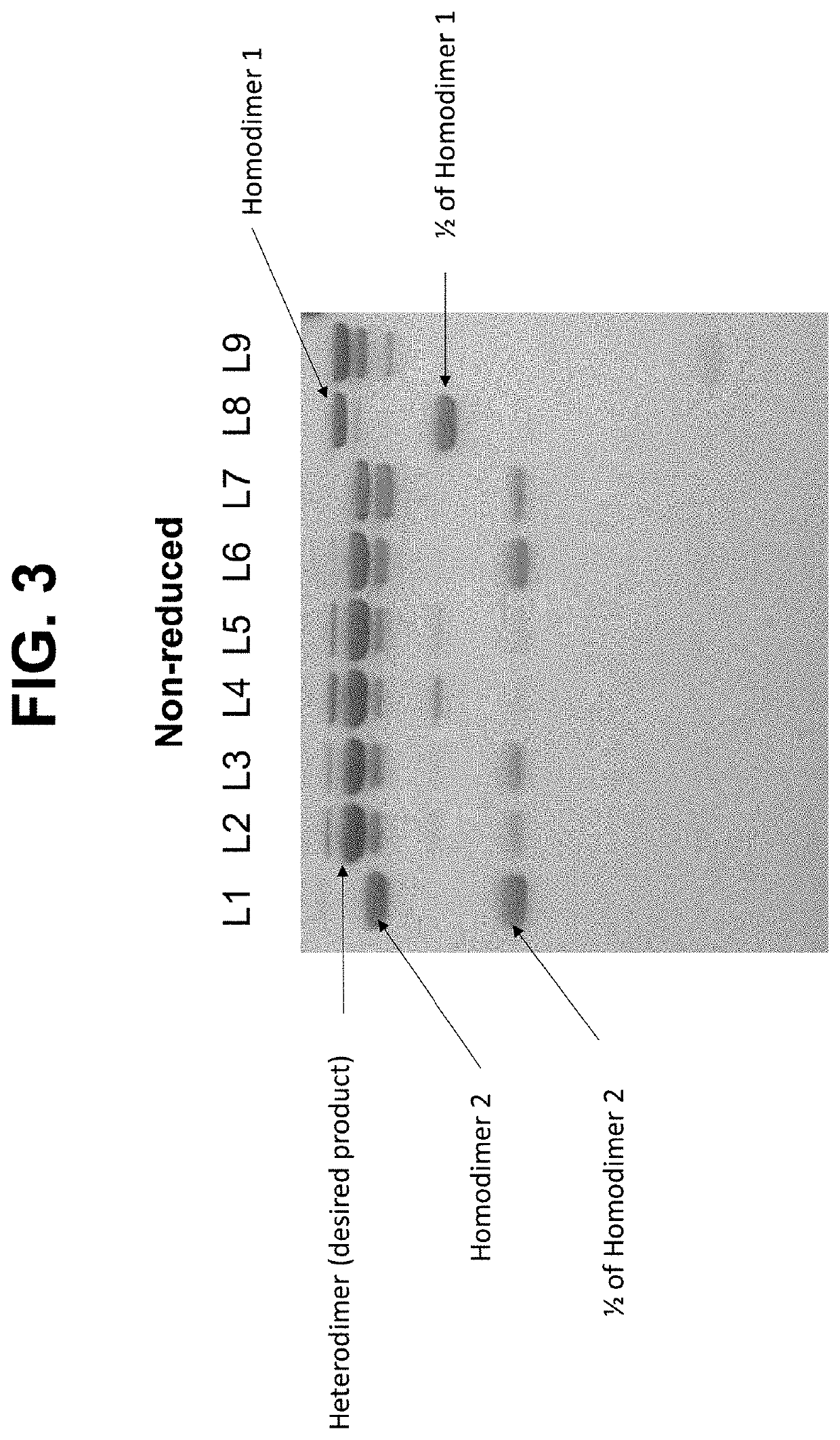 Biparatopic fr-alpha antibodies and immunoconjugates