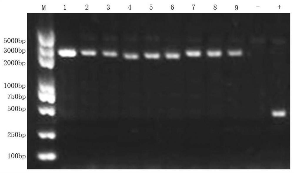 Gene-deleted attenuated African swine fever virus strain as well as construction method and application thereof