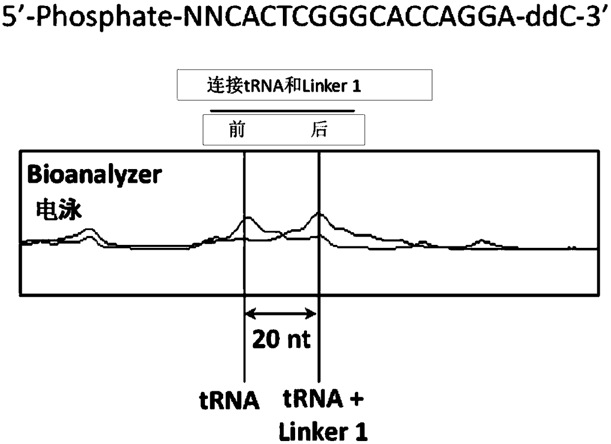 High-throughput sequencing method for absolute quantification of RNA molecules
