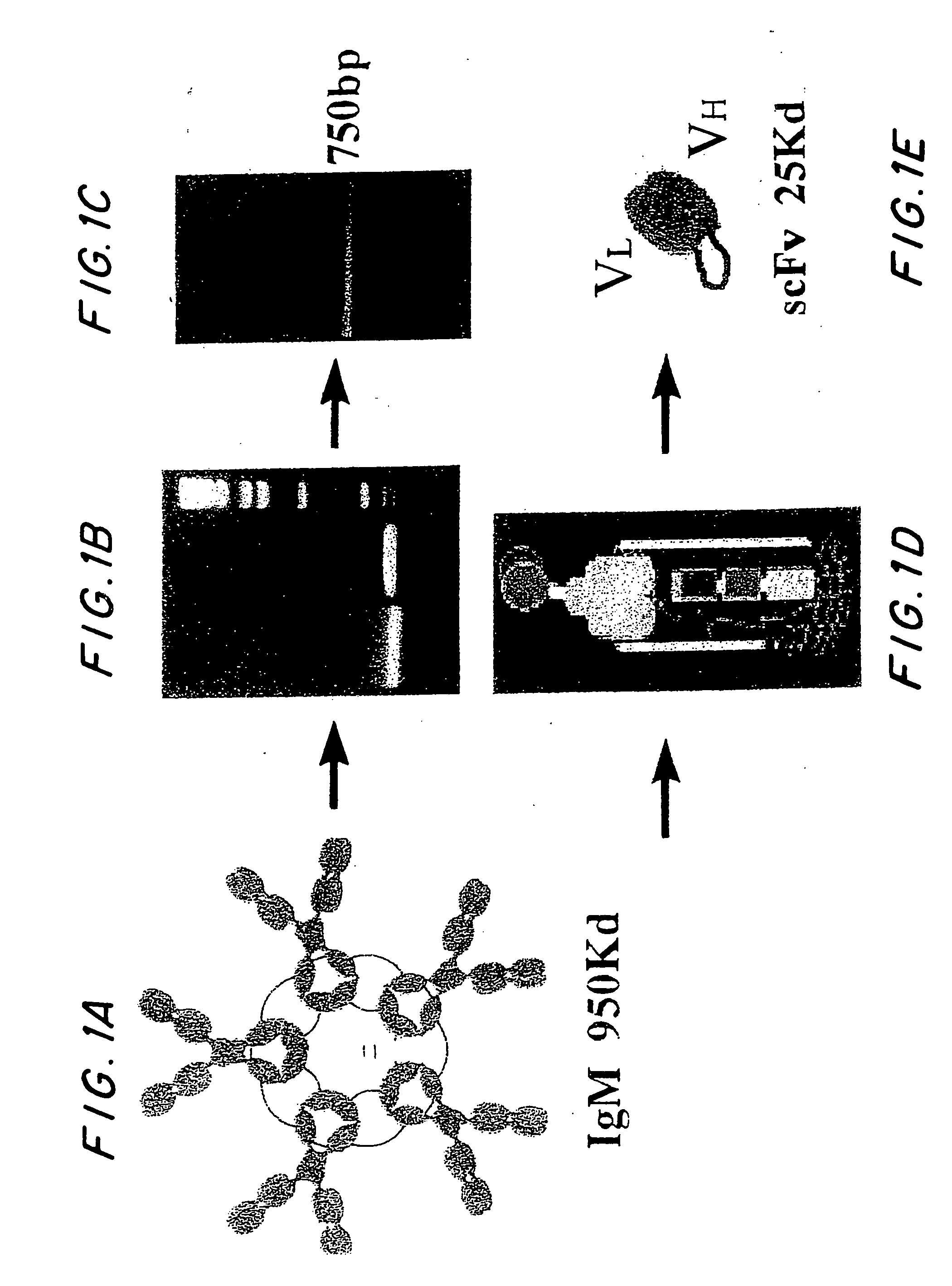 Agents and compositions and methods utilizing same useful in diagnosing and/or treating or preventing plaque forming diseases