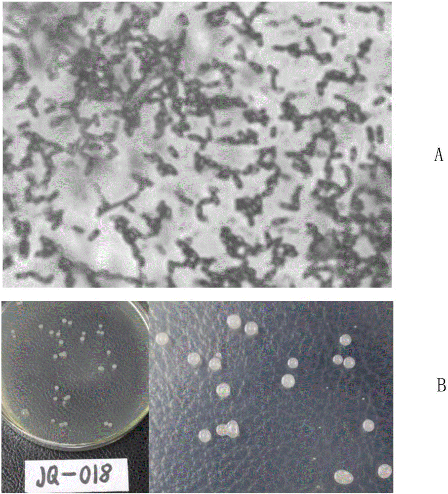 Wettable Bacillus methylotrophicus powder and preparation method and application thereof