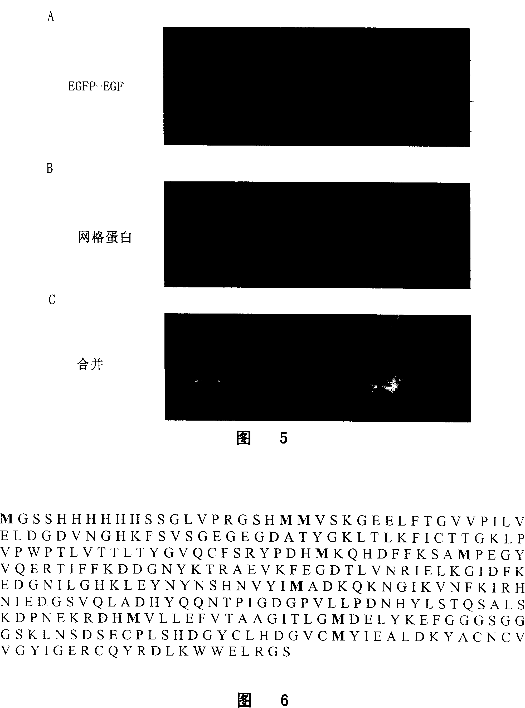 Fusion protein of pellicle growing gene and green fluorescence albumen