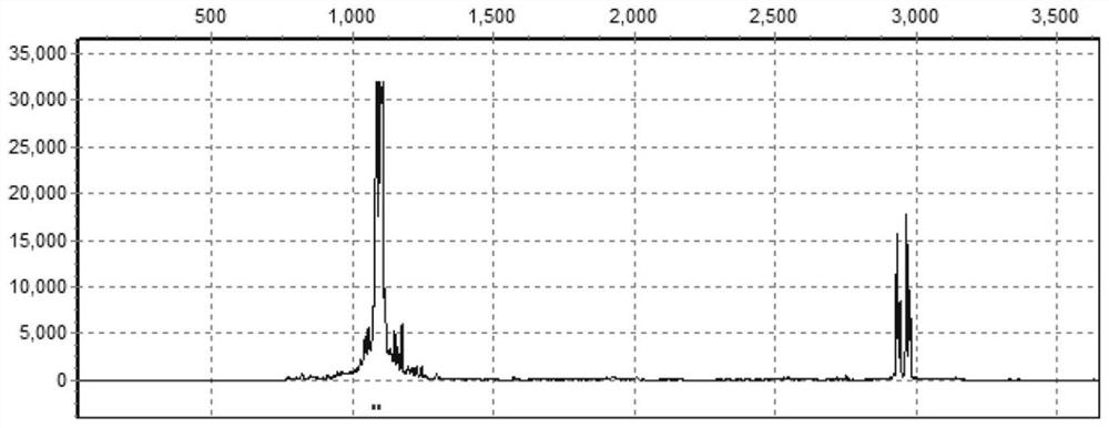 Dermatophagoides farinae microsatellite marker, primer and application thereof, and acquisition method of primer