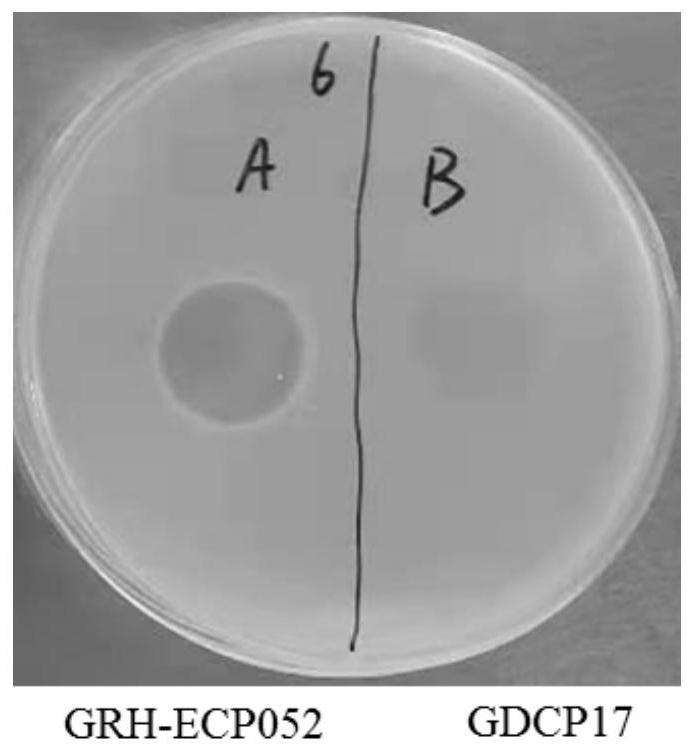 Broad-spectrum phage for rapidly cracking livestock and poultry escherichia coli and application
